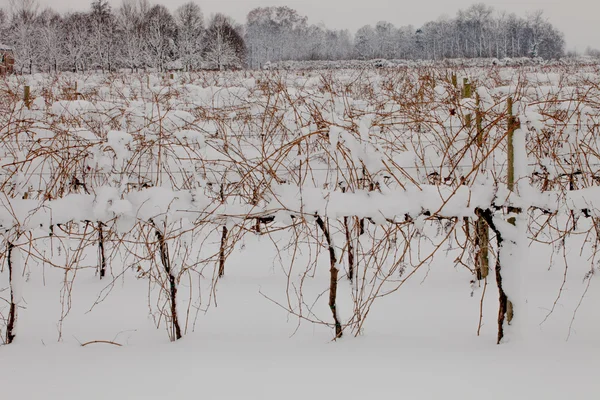 Vineyard under snow