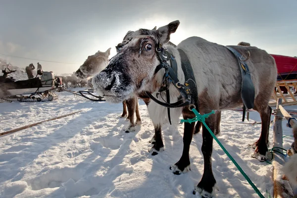 Ciervo del norte en tundra — Foto de Stock