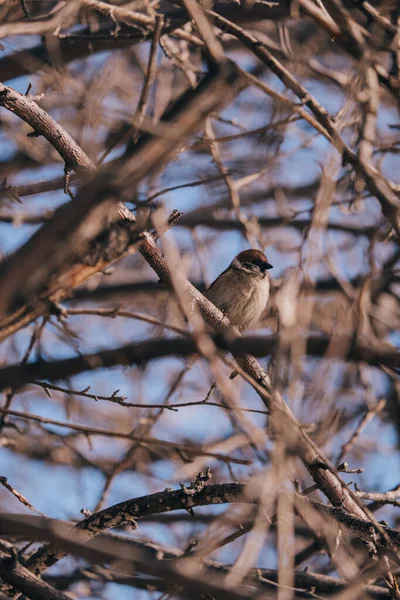 Ein Spatz Sitzt Auf Einem Ast Und Singt Lieder — Stockfoto