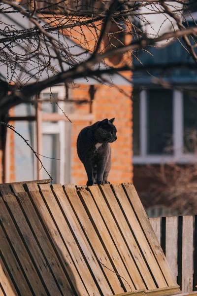 Cat Sits Fence Meows — Stock Photo, Image