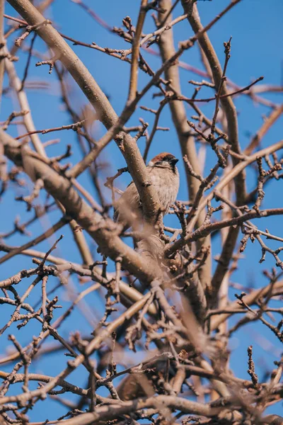 Vrabec Sedí Větvi Zpívá Písně — Stock fotografie