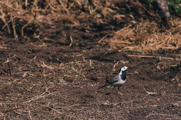 Biologie Zoologická Zahrada Obratlovci Část Vnímání Zvířata Hledá Umístění Tečkované — Stock fotografie