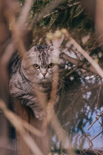 Biologi Zoo Ryggradsdjur Del Uppfattning Djur Letar Plats Fläckig Skog — Stockfoto