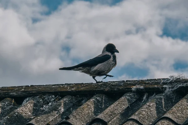 Biyoloji Hayvanat Bahçesi Vertebrate Part Algılama Hayvanlar Arama Konum Spot — Stok fotoğraf