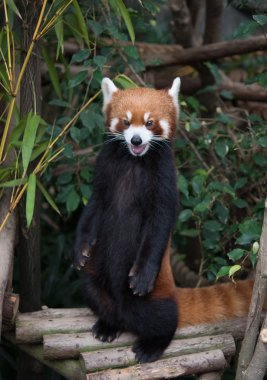 Sevimli kırmızı panda (Ailurus fulgens)