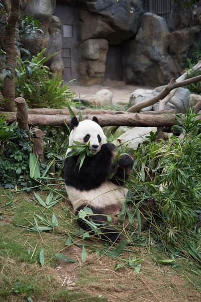 Mignon panda géant (Ailuropoda melanoleuca ) — Photo