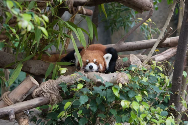 Lindo panda rojo (Ailurus fulgens ) —  Fotos de Stock