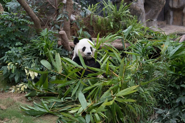 Милая гигантская панда (Ailuropoda melanoleuca ) — стоковое фото
