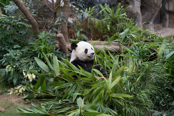 Sevimli dev panda (Ailuropoda melanoleuca) — Stok fotoğraf