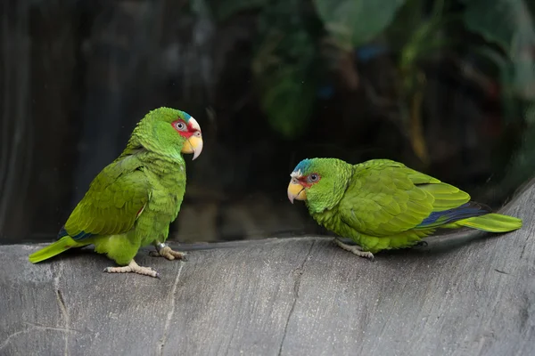 Beautiful parrot bird — Stock Photo, Image