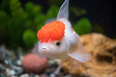 kırmızı bere oranda goldfish
