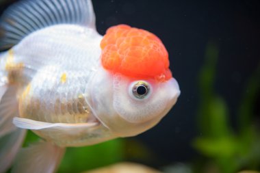 kırmızı bere oranda goldfish
