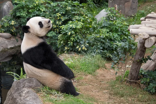 Aranyos óriás panda (Ailuropoda melanoleuca) — Stock Fotó