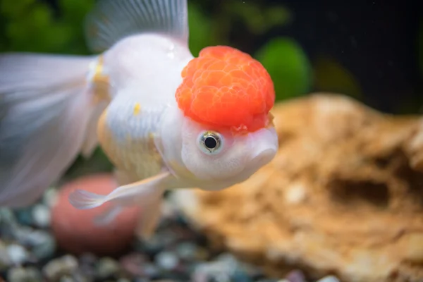 Capa vermelha oranda peixinho dourado Imagem De Stock