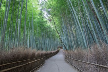 Bambu ormanı Arashiyama yolunu