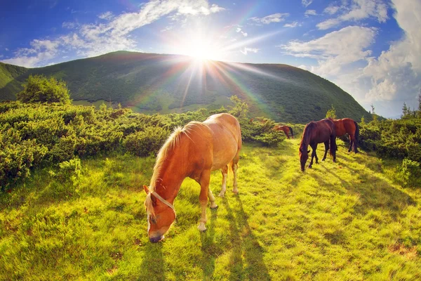 放牧在牧场上放牧的马匹 — 图库照片