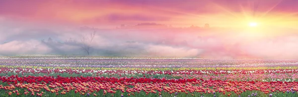 Kvetoucí tulipány v sunrise — Stock fotografie