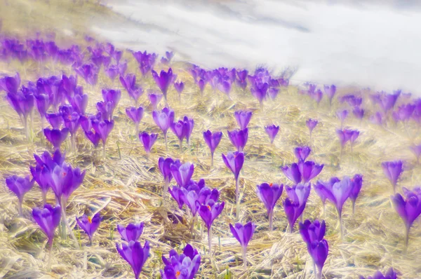 Mlhavé údolí fialové krokusy v horách — Stock fotografie