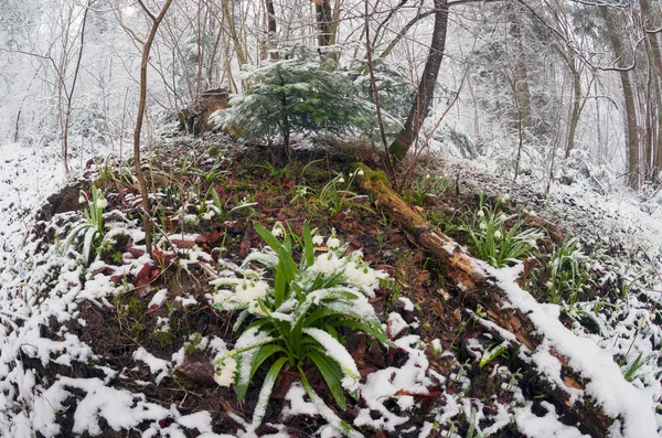 Vårblommor påskliljor — Stockfoto