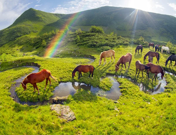 Cavalos rebanho pastoreio em pasto — Fotografia de Stock