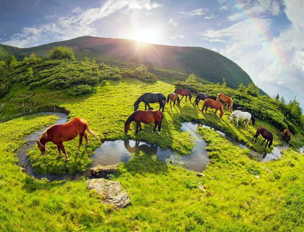 Коні пасуться на пасовищі — стокове фото
