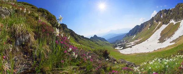 Schöne seltene wilde Narzissen — Stockfoto