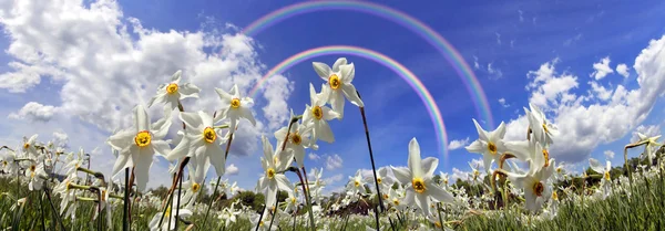 Valley of wild daffodils, Hust — Stock Photo, Image