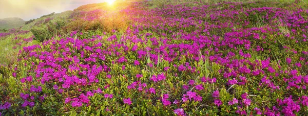 Красивые горные рододендроны весной — стоковое фото
