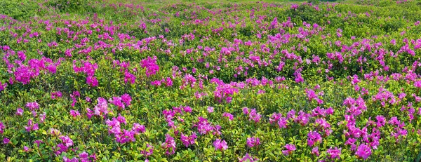 在春天的美丽的山杜鹃 — 图库照片