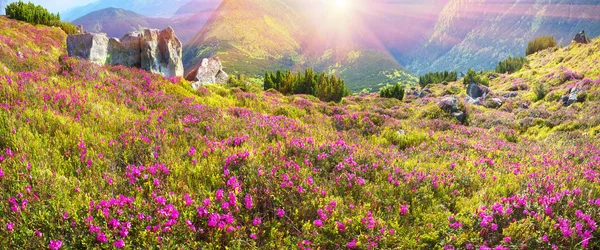 봄에는 아름 다운 산 진달래 — 스톡 사진