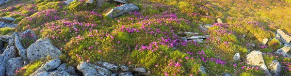 Gyönyörű hegyi rododendronok tavasszal — Stock Fotó