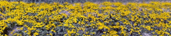 Schöne gelbe Blumen Tal — Stockfoto