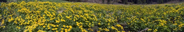 Belle vallée de fleurs jaunes — Photo