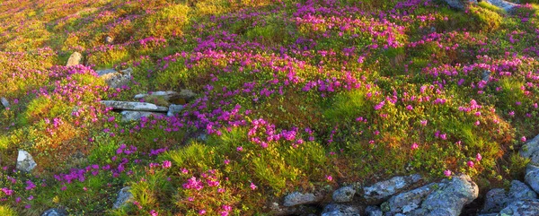 Krásné horské rododendrony na jaře — Stock fotografie