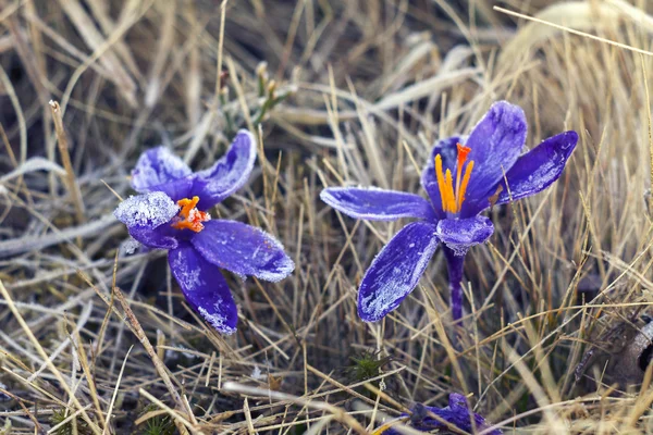 Delicadas campanas azules de primavera —  Fotos de Stock