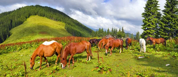 Cavalos rebanho pastoreio em pasto — Fotografia de Stock