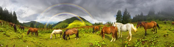 Kudde van de paarden op de weide grazen — Stockfoto
