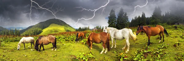 Troupeau de chevaux pâturage sur pâturage — Photo