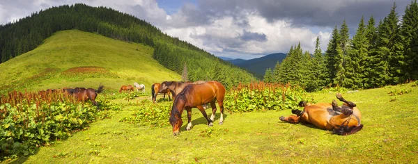 Manada de caballos pastando en pastos —  Fotos de Stock