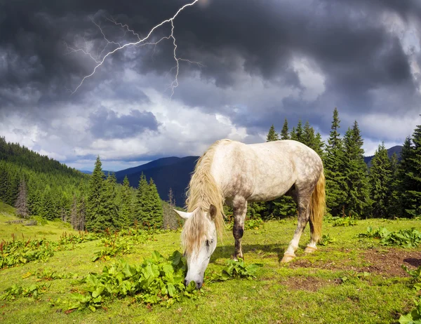 Cavalos rebanho pastoreio em pasto — Fotografia de Stock