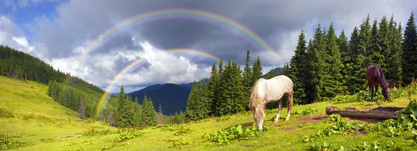 Cavalos rebanho pastoreio em pasto — Fotografia de Stock