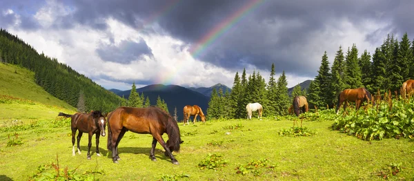 Cavalos rebanho pastoreio em pasto — Fotografia de Stock