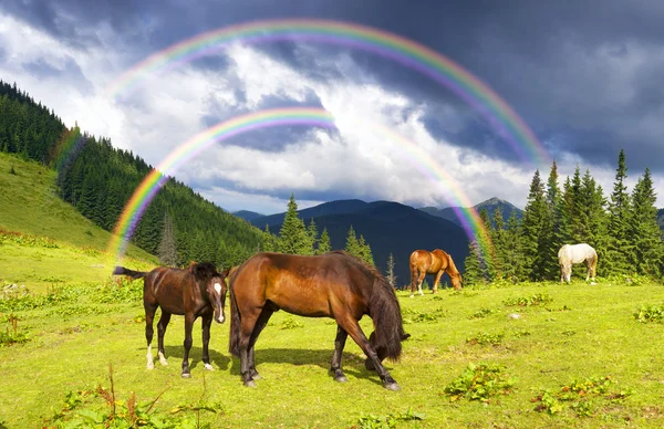 Troupeau de chevaux pâturage sur pâturage — Photo