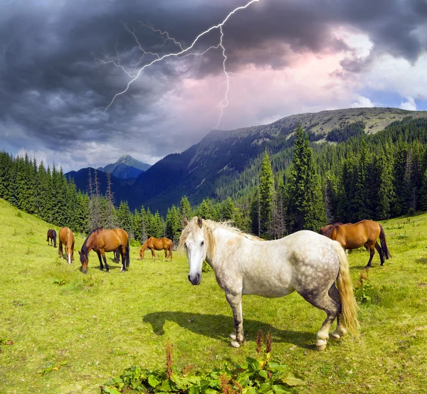 Horses herd grazing on pasture — Stock Photo, Image