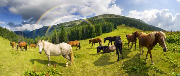 Cavalos rebanho pastoreio em pasto — Fotografia de Stock