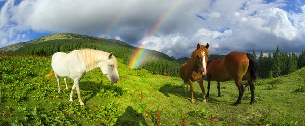 Stádo koní pasoucí se — Stock fotografie