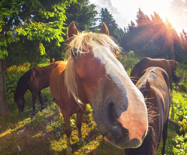 Cavalos rebanho pastoreio em pasto — Fotografia de Stock