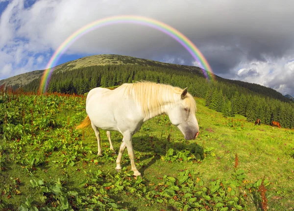 Cavalos rebanho pastoreio em pasto — Fotografia de Stock