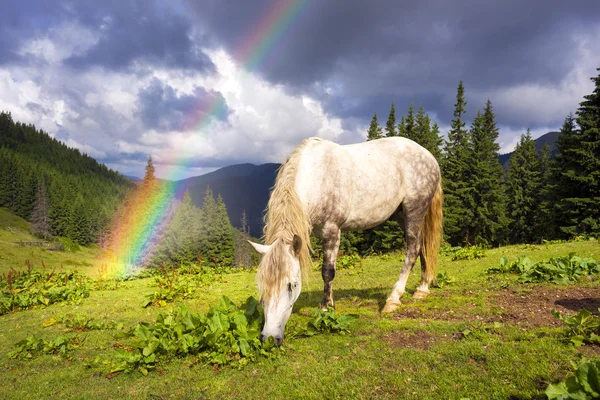 Cavalos rebanho pastoreio em pasto — Fotografia de Stock