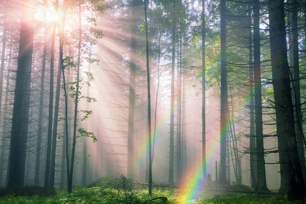 Forest gehuld in mist met zonneschijn stralen — Stockfoto